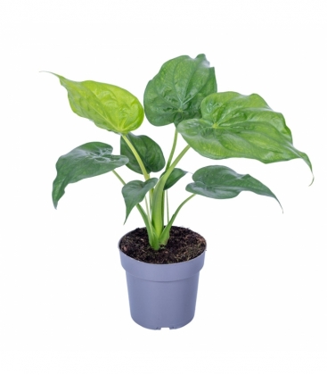 Alocasia