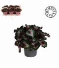 Begonia