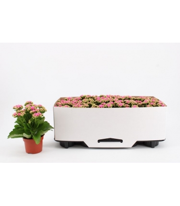 Kalanchoe