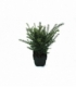Taxus