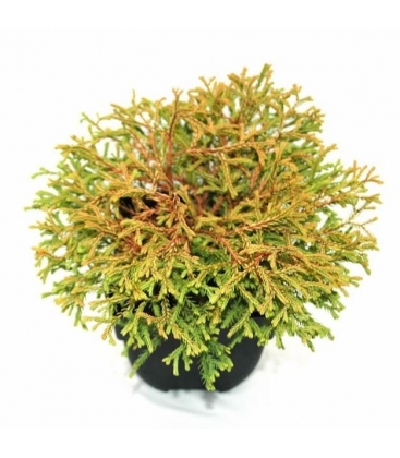 Thuja