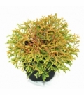 Thuja