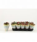 Kalanchoe