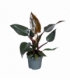 Philodendron