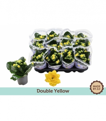 Kalanchoe
