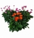 Gerbera