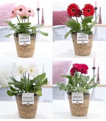 Gerbera