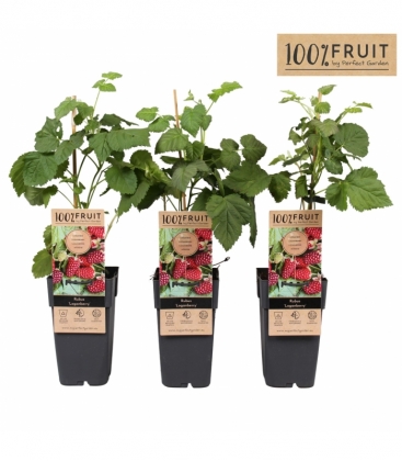 Rubus