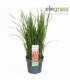 Imperata