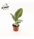 Ficus