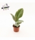 Ficus