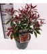 Pieris