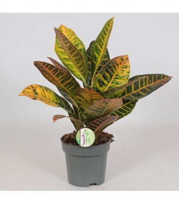 Codiaeum