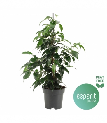 Ficus