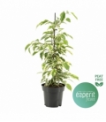Ficus