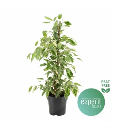 Ficus