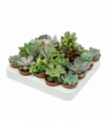 succulents
