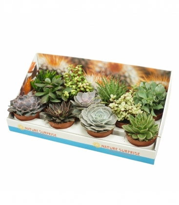 succulents