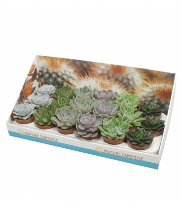 Echeveria
