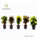 Croton