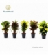 Croton