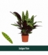 Calathea