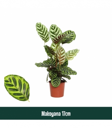 Calathea