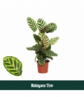 Calathea