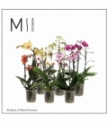 Phalaenopsis