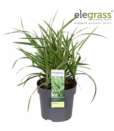 Carex