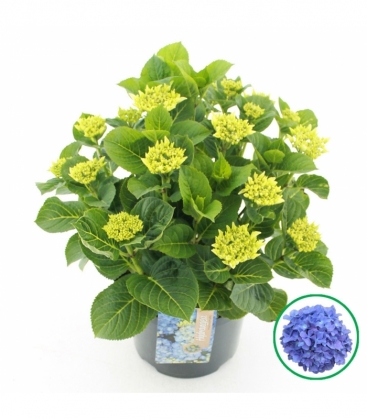 Hydrangea