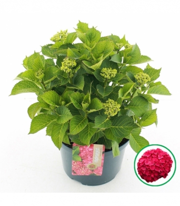 Hydrangea