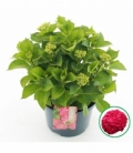 Hydrangea