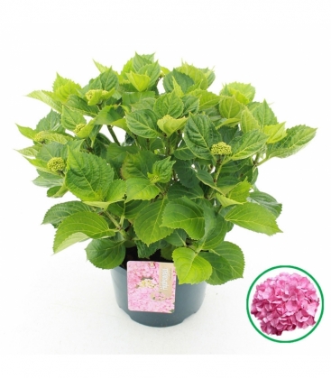 Hydrangea