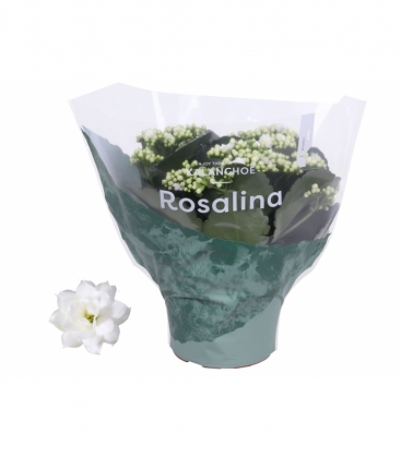 Kalanchoe