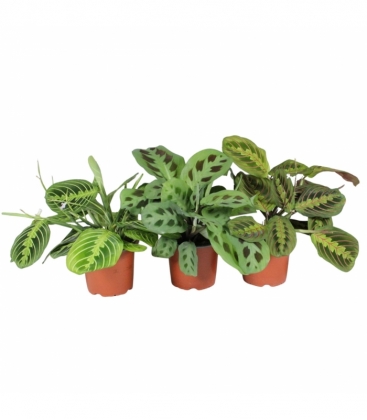 Maranta
