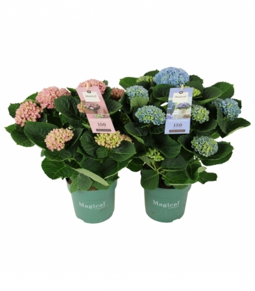 Hydrangea