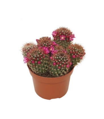 Mammillaria