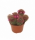 Mammillaria