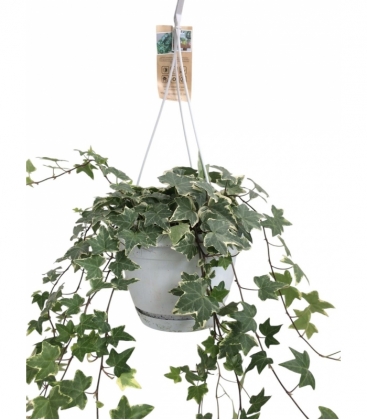 Hedera