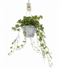 Hedera