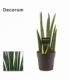 Sansevieria