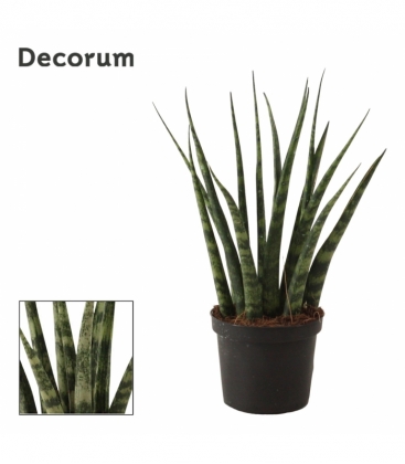 Sansevieria