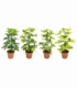 Schefflera