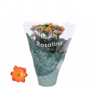 Kalanchoe