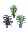 Philodendron
