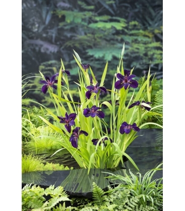 Iris