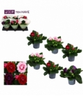 Gloxinia