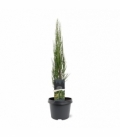 Juniperus