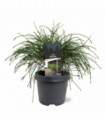 Thuja